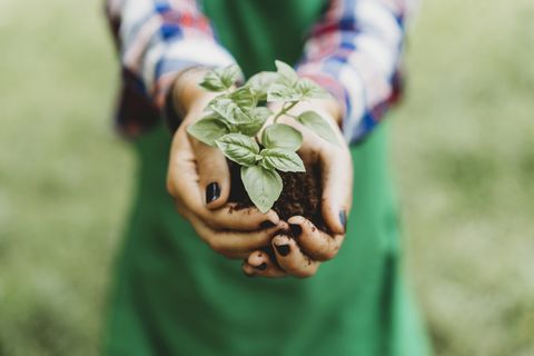 holding a basil plant with bare hands detail on the hands