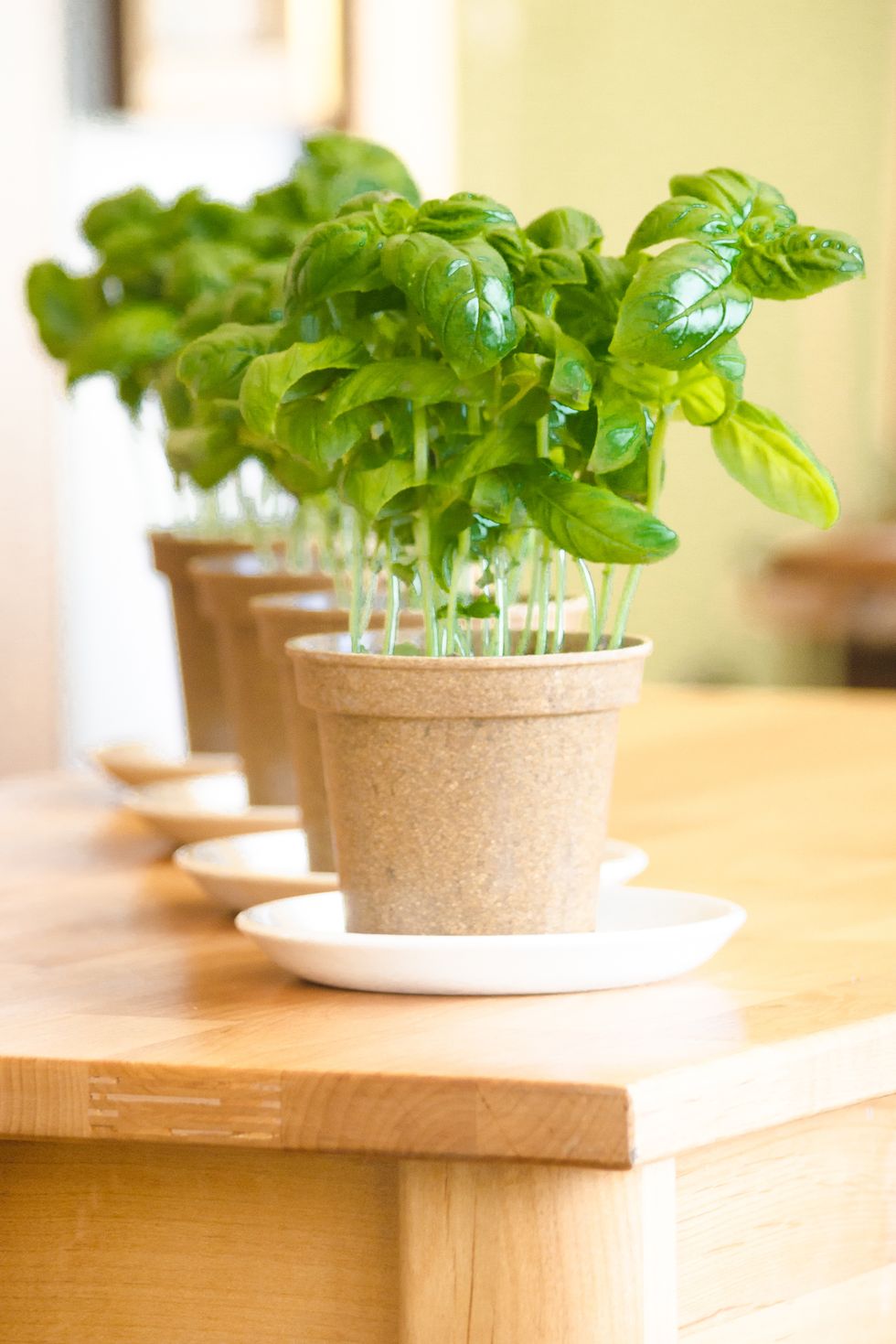 basil - potted plant