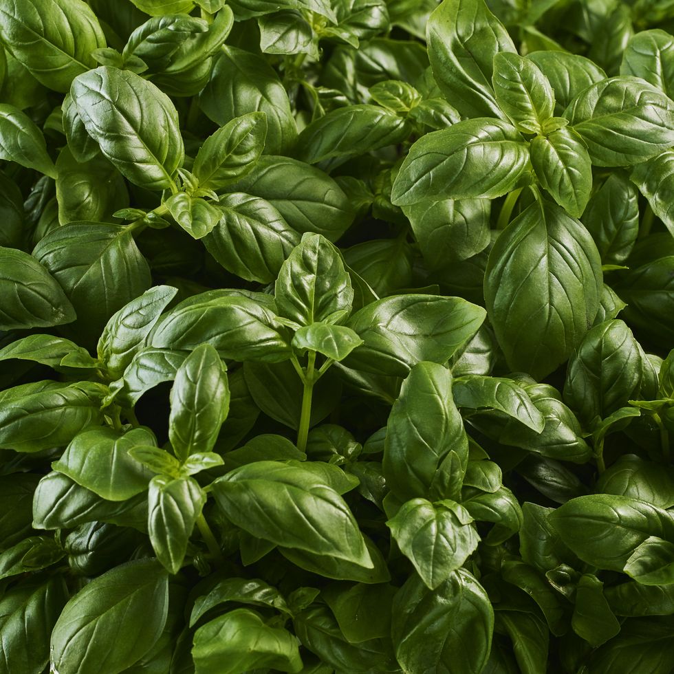 basil