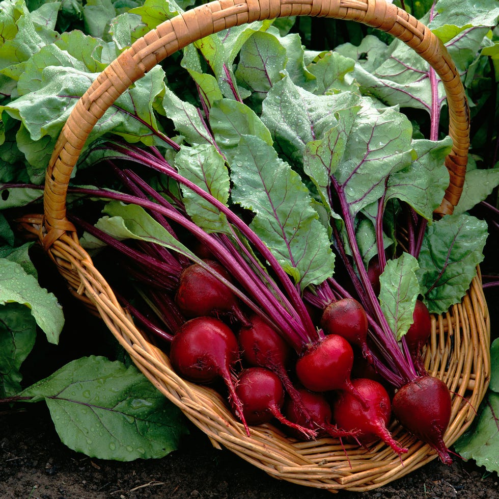 basket of beets grown in garden