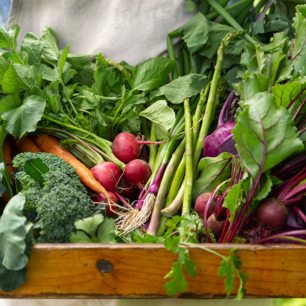 basket of just picked vegetables at organic farm in gardener's hands