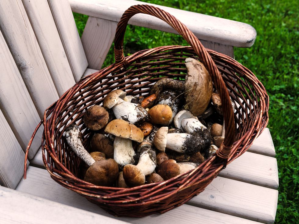 basket with the mushrooms