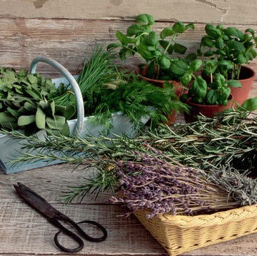 herbs nutrition herbs nutrition