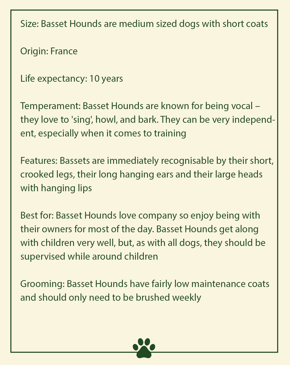 Basset Hound: Temperament, Character, Health Issues, Life Expectancy