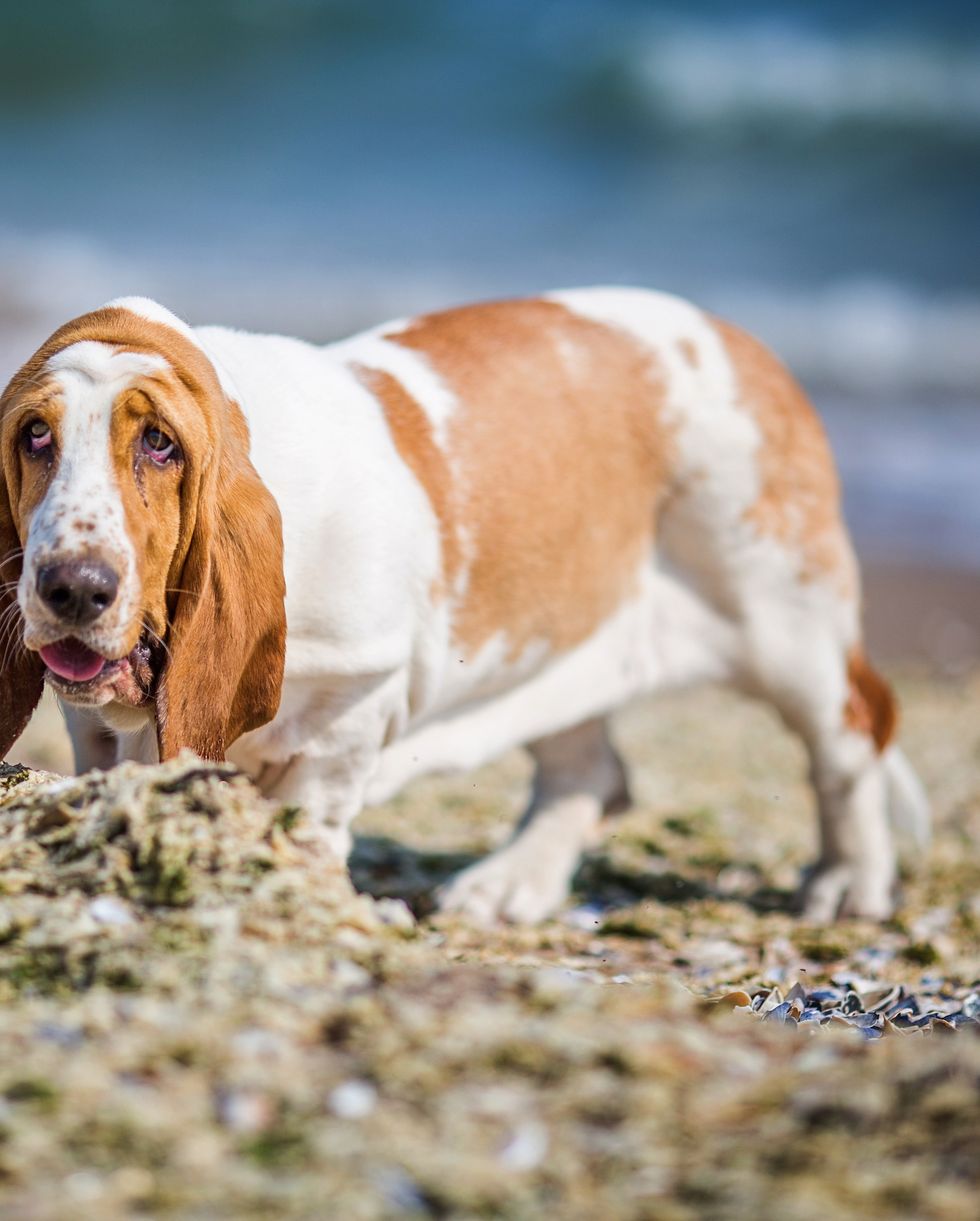 basset hound walking along the beach