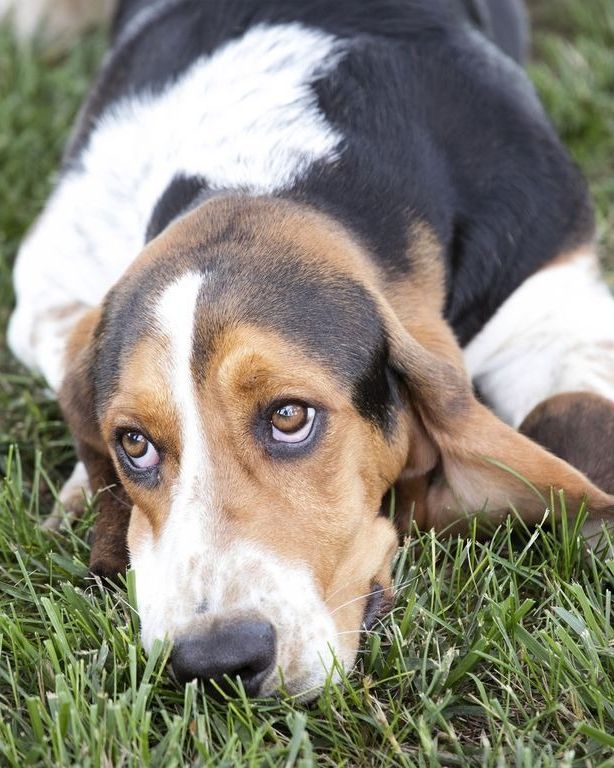 basset hound dog facts best dog nose