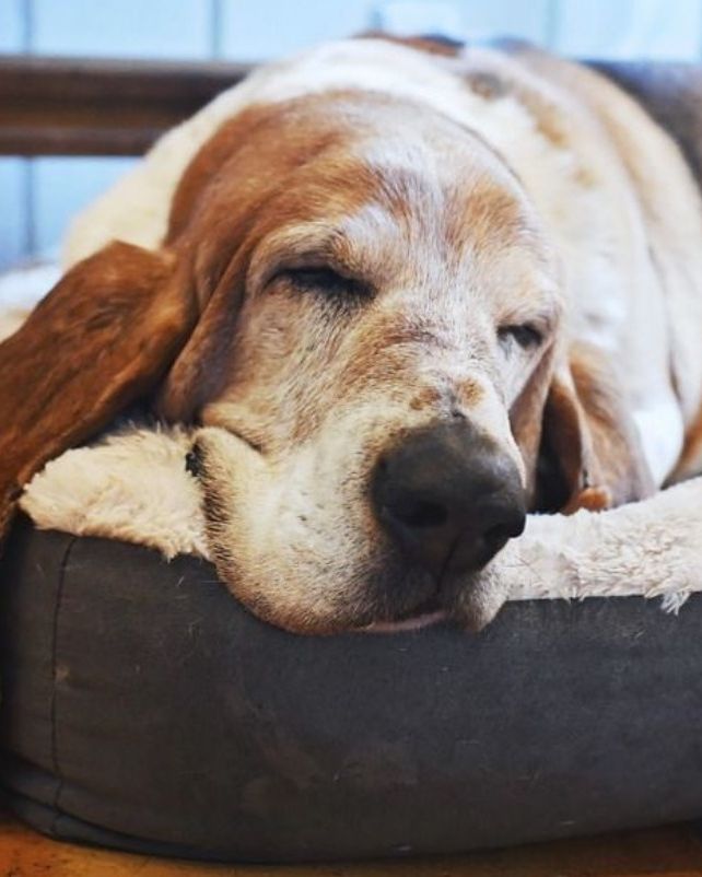 basset hound dog facts exercise
