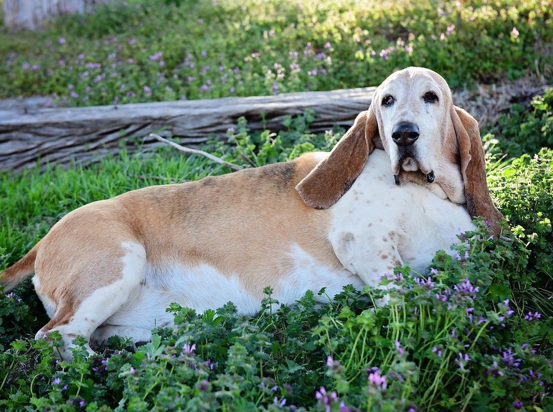 Basset hound hot sale in french