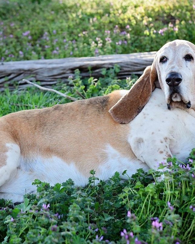 basset hound dog facts breeding
