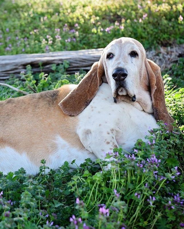 basset hound dog facts breeding