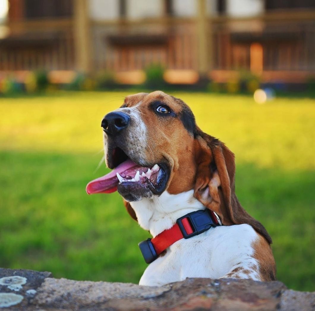 Old Hound Dog Farmhouse Decor