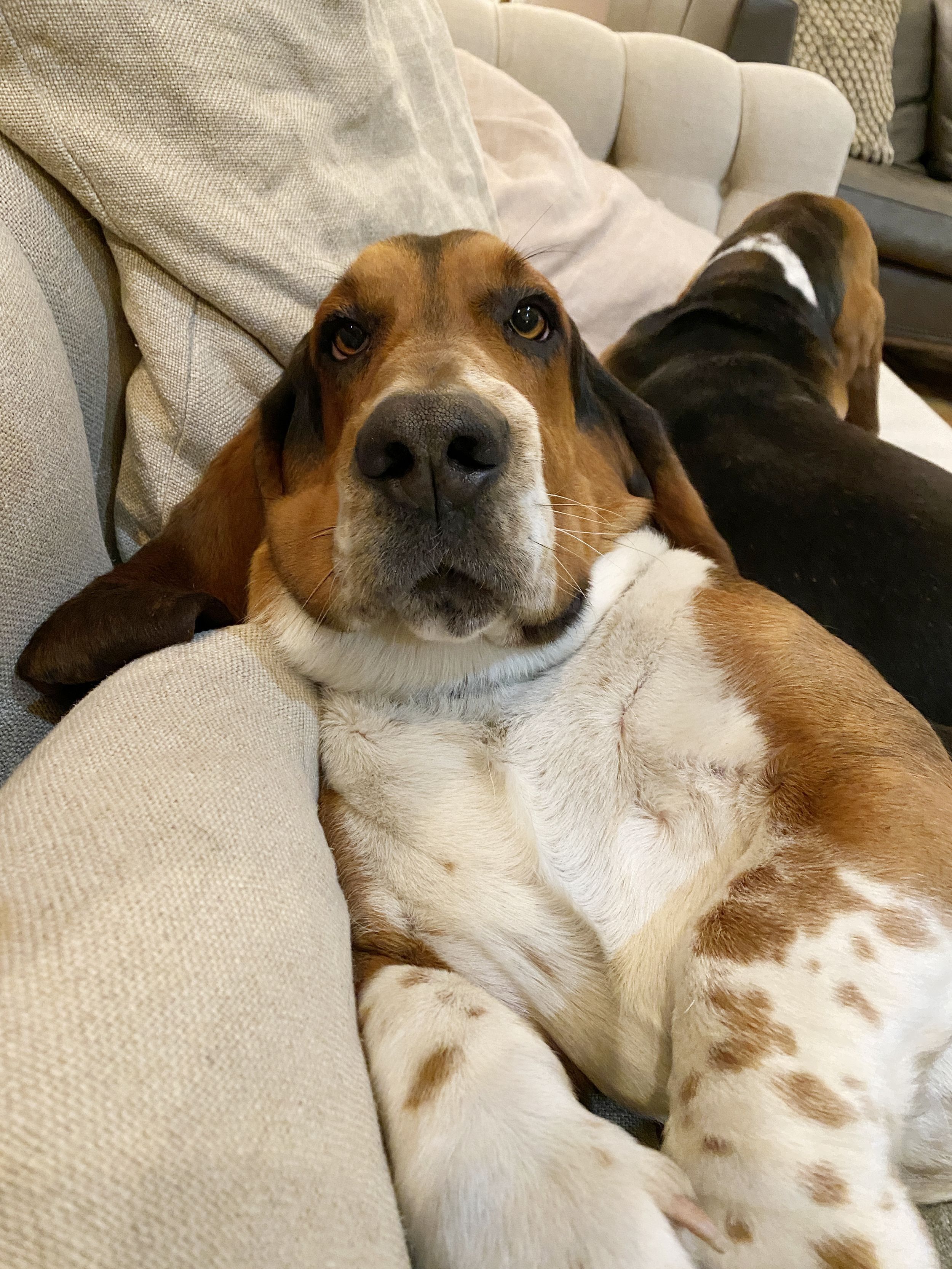 10 Basset Hound Facts - Why Are Basset Hounds So Special?