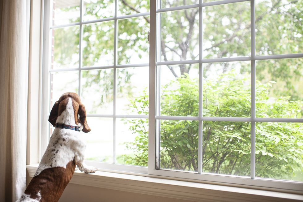 basset hound dog staring out the window waiting at home