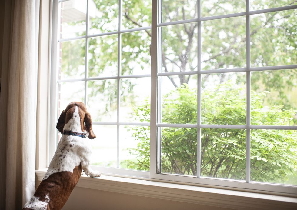 basset hound dog staring out the window waiting at home
