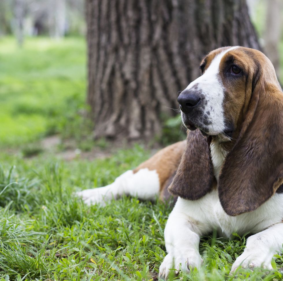 40 Best Medium Sized Dog Breeds That Are Popular for Families