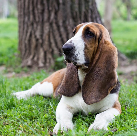 basset hound puppy outdoors