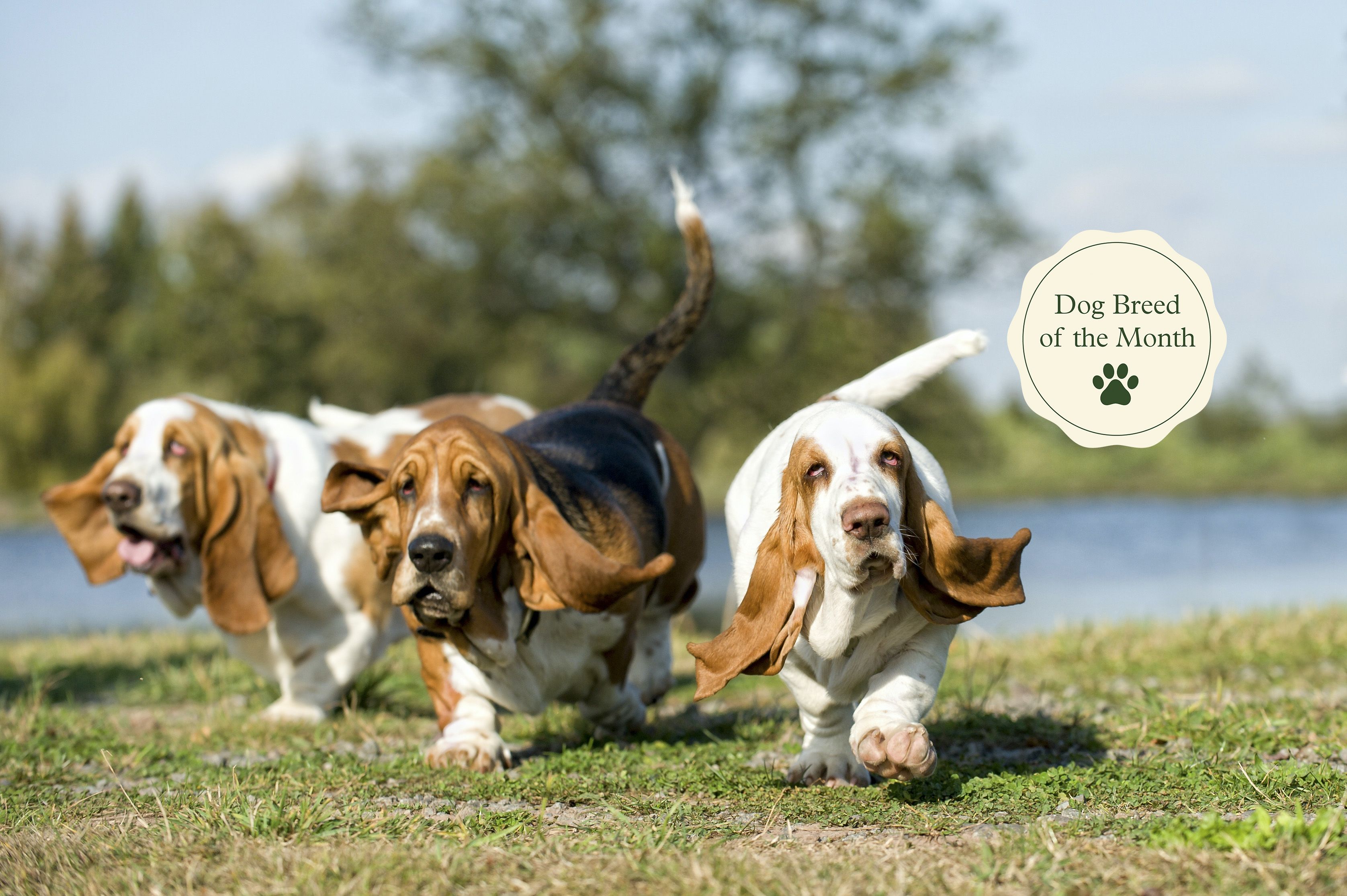 are male or female basset hounds better