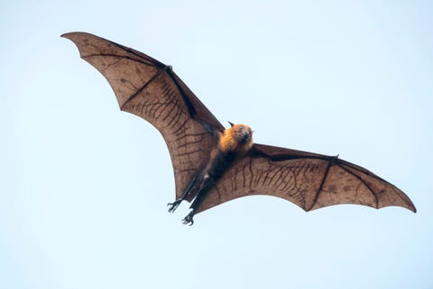 Bat Facts and Photos - Animal Fun Facts - Bat Appreciation Day