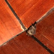 bat on the wooden ceiling in the house
