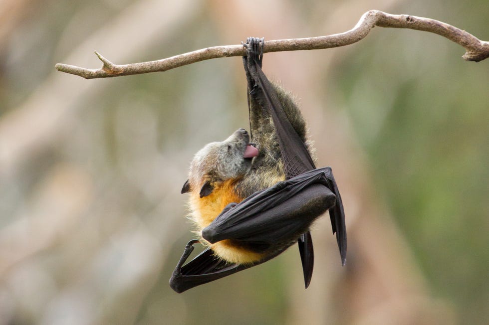 Bat Facts and Photos - Animal Fun Facts - Bat Appreciation Day