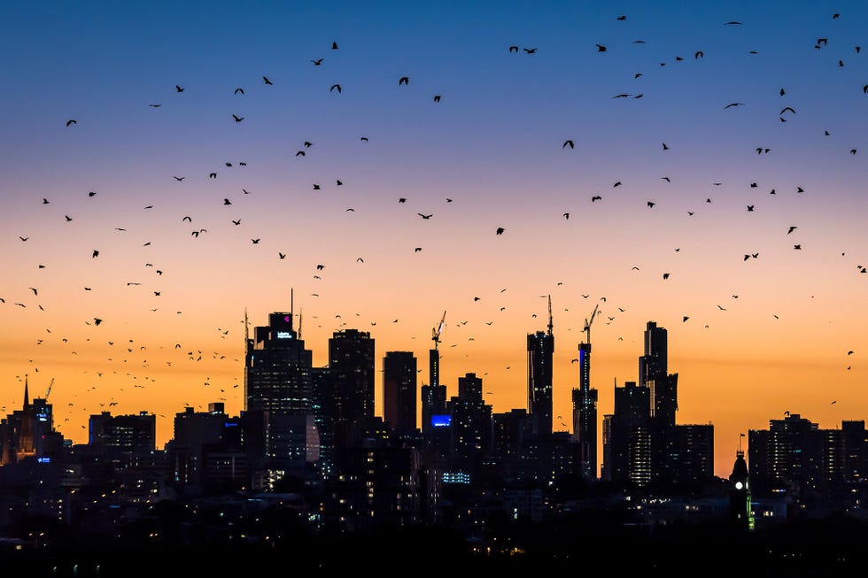 Na een warme zomerdag vliegen grijskopvleerhonden bij zonsondergang uit over Melbourne om te foerageren Bij het vallen van de avond kunnen wel vijftigduizend vleermuizen uitvliegen Tegen het ochtendgloren keren de vleerhonden weer terug naar de bomen in het park van Yarra Bend waar de gemeente de populatie in de gaten houdt en ervoor zorgt dat ze gezond blijft In Australische steden waar de vleermuizen geen officile roestplaats hebben worden de dieren door bewoners vaak naar een ander gebied verjaagd