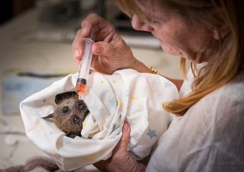 Het geredde jong van een grijskopvleerhond wordt opgevangen door wildverzorger Bev Brown De vleermuizen zijn volgens Brown uiterst intelligent en roepen naar hun verzorgers als ze hen zien aankomen