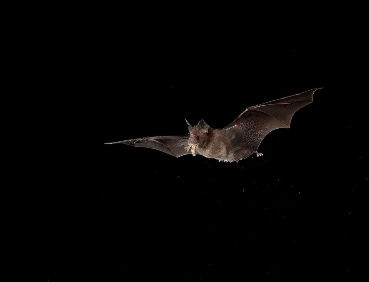 Het verspreidingsgebied van de Chinese rode hoefijzerneus Rhinolophus sinicusstrekt zich uit van het noorden van India tot het zuiden van China Hoefijzerneuzen worden zo genoemd omdat de vorm van hun neusbladen aan een hoefijzer doet denken De vleermuizen worden vaak aangetroffen in grotten of spelonkachtige omgevingen en voeden zich overwegend met kleine motten Vermoed wordt dat het coronavirus SARSCoV2 zijnoorsprongheeft in hoefijzerneuzen