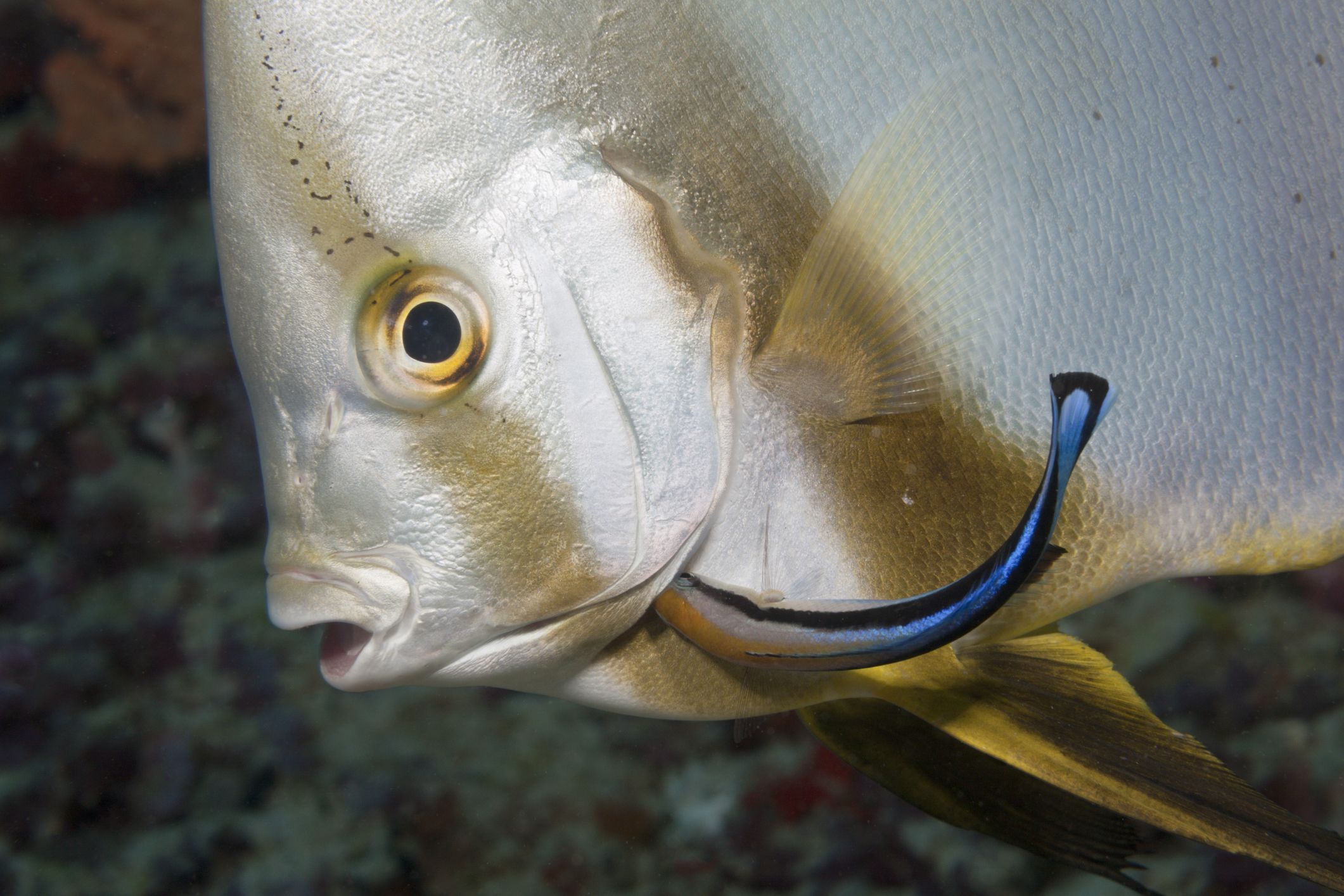 Pesce pulitore: cos'è e perché è un animale domestico perfetto