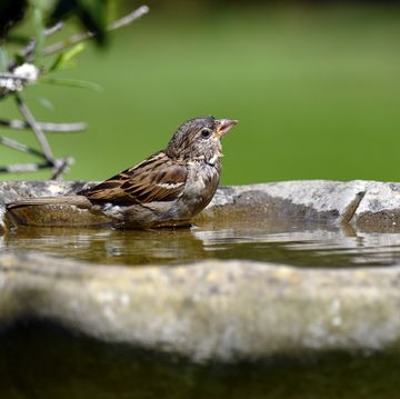 bath time for a male house sparrow passer domesticus