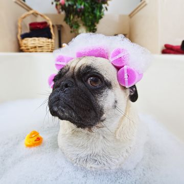 perro en una bañera disfruta de un spa en casa