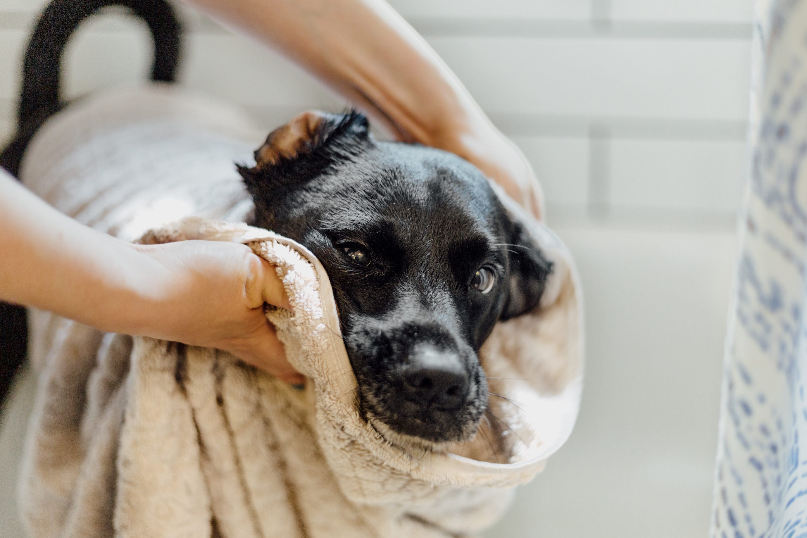 is it okay to bathe a puppy at night