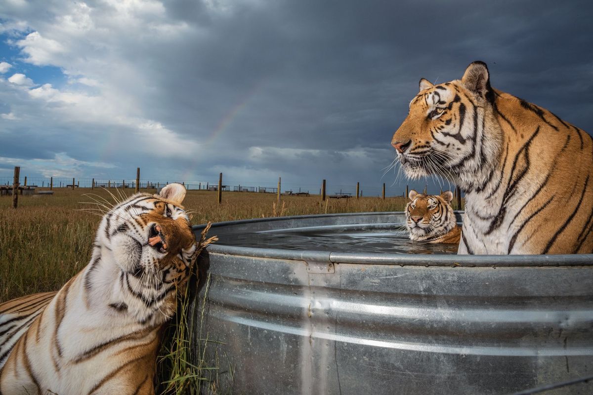 Clay Daniel en Enzo drie van de 39 tijgers die uit een dierenpark in Oklahoma werden gered relaxen in een waterbekken in het Wild Animal Sanctuary in Keenesburg Colorado Deze katten zullen de rest van hun leven in het opvangcentrum blijven waar ze de juiste voeding en veterinaire zorg krijgen