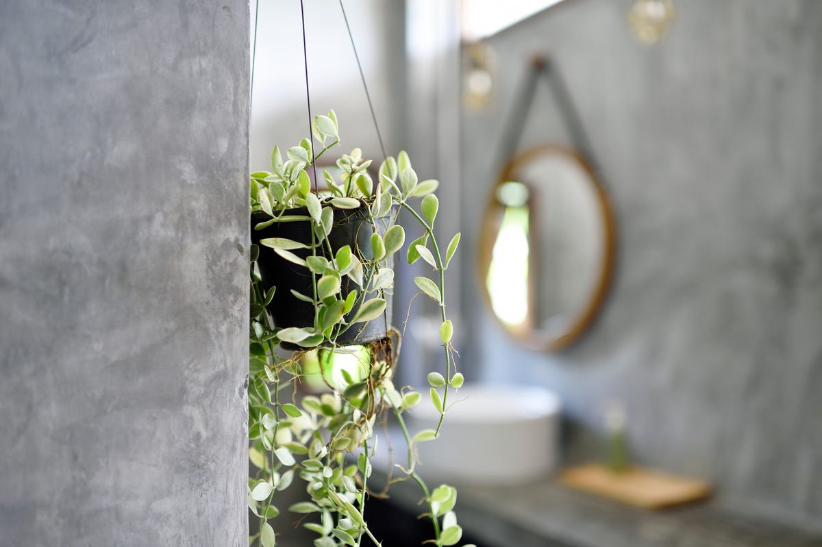 the best bathroom plants