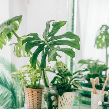 best houseplants for beating mould