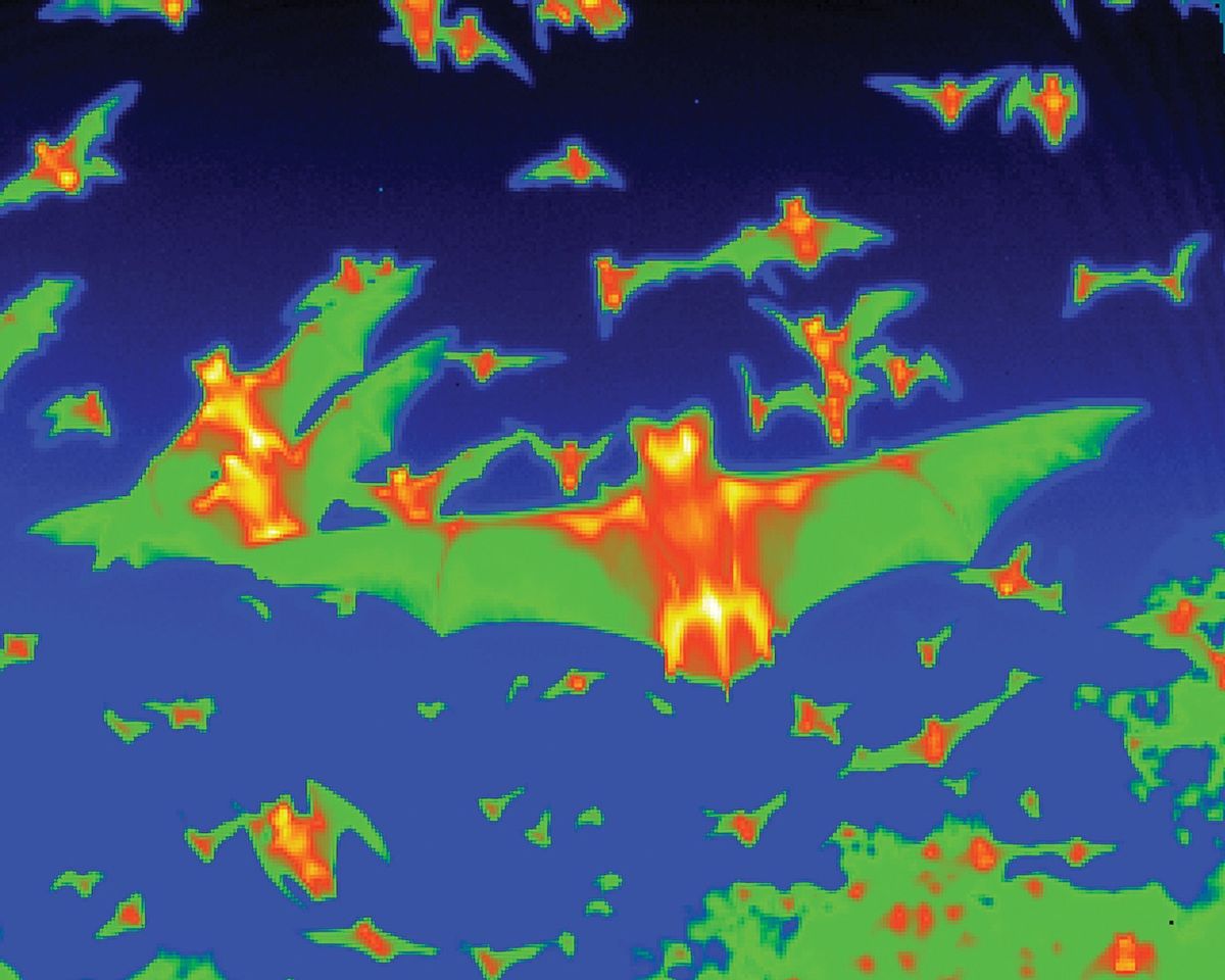 Op deze infraroodopname is te zien hoe vleermuizen s avonds rondvliegen in Blanco County Texas