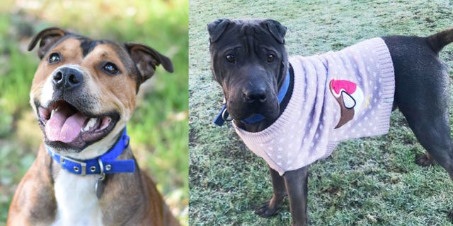 Battersea Dogs & Cats Home dog