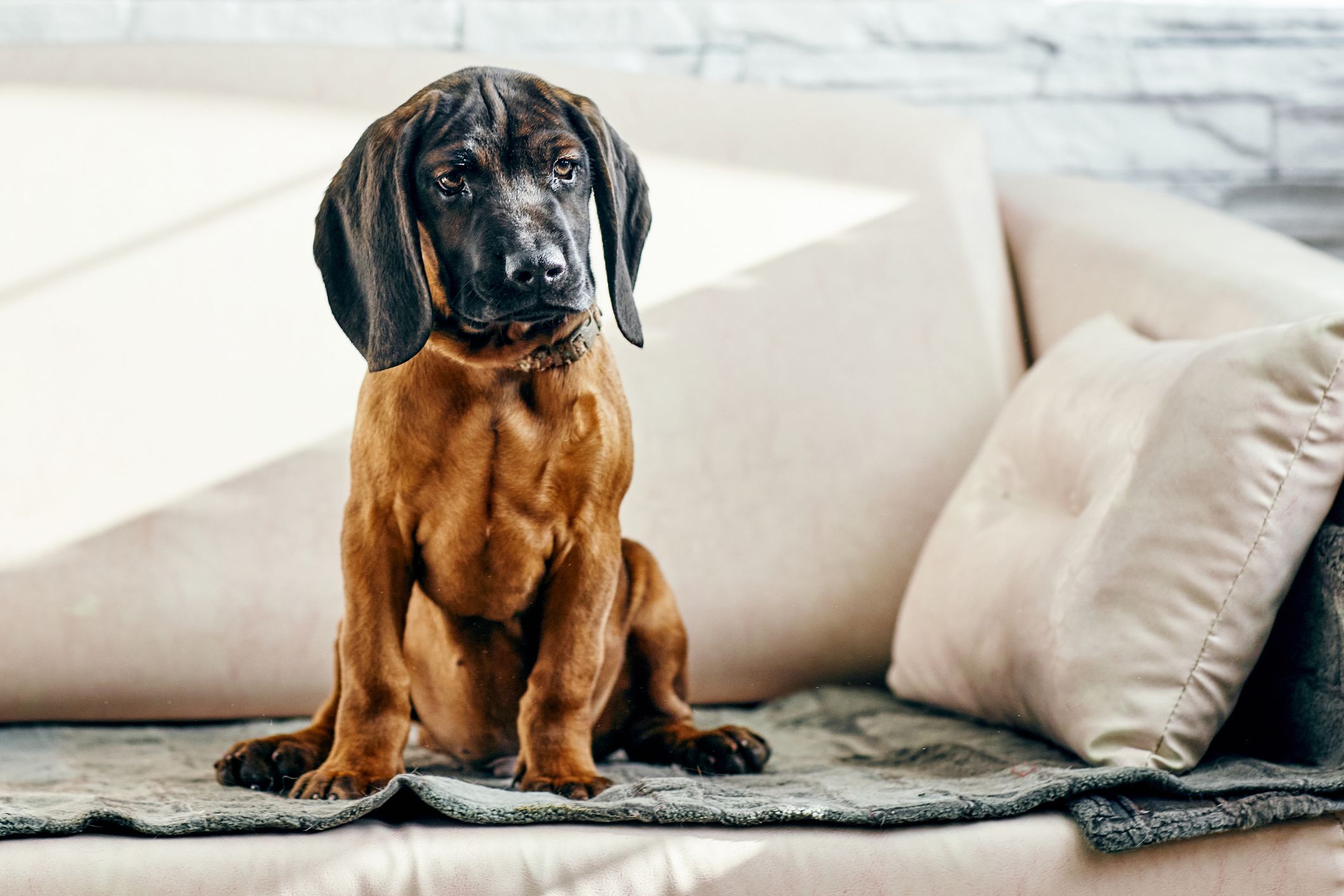 All hound hot sale dog breeds