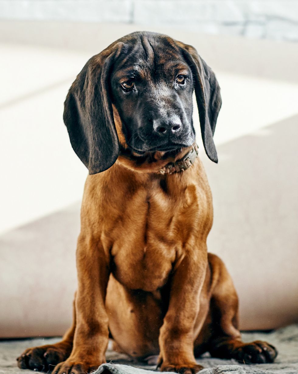 hound dog breeds bavarian mountain hound