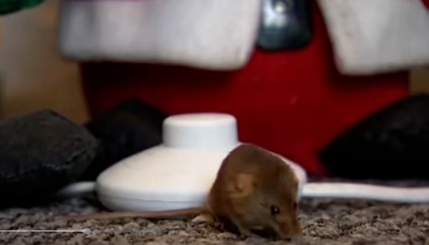 Eine Maus schaltet Weihnachtsbeleuchtung ein
