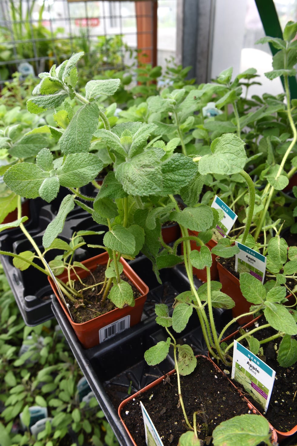Apple Mint - one of the varieties of herbs available at Esbenshade's Garden Center in Maidencreek Township on Friday, May 11, 2018. Photo by Harold Hoch