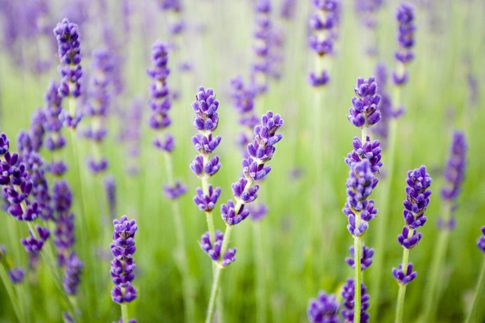 Snowshill Lavender, UK