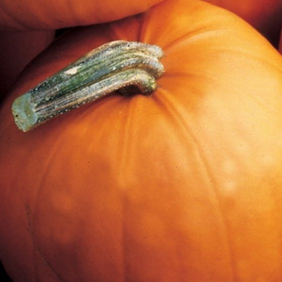 types of pumpkin like the orange smoothie variety