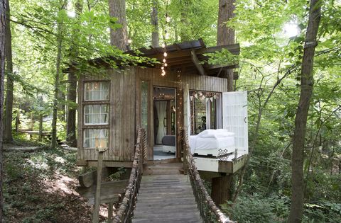 Tree, House, Building, Forest, Tree house, Shack, Room, Architecture, Cottage, Plant, 