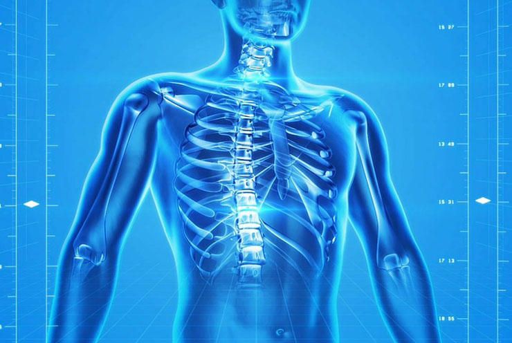Shoulder, Joint, Human anatomy, Neck, Organ, Nerve, X-ray, Skeleton, Rib, Back, 