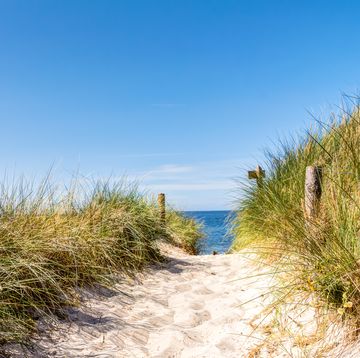 beach and dunes with beachgrass in summer