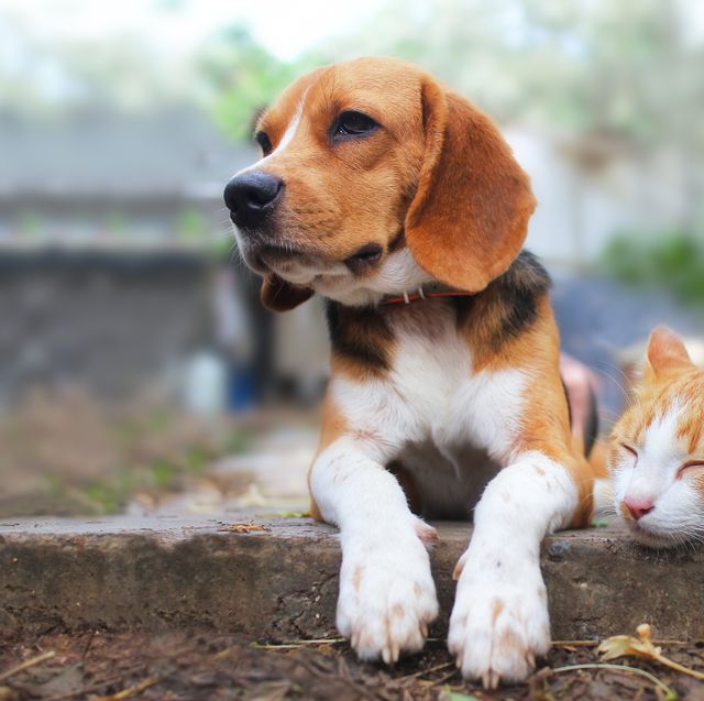 beagle dog and brown cat lying together on the footpath.