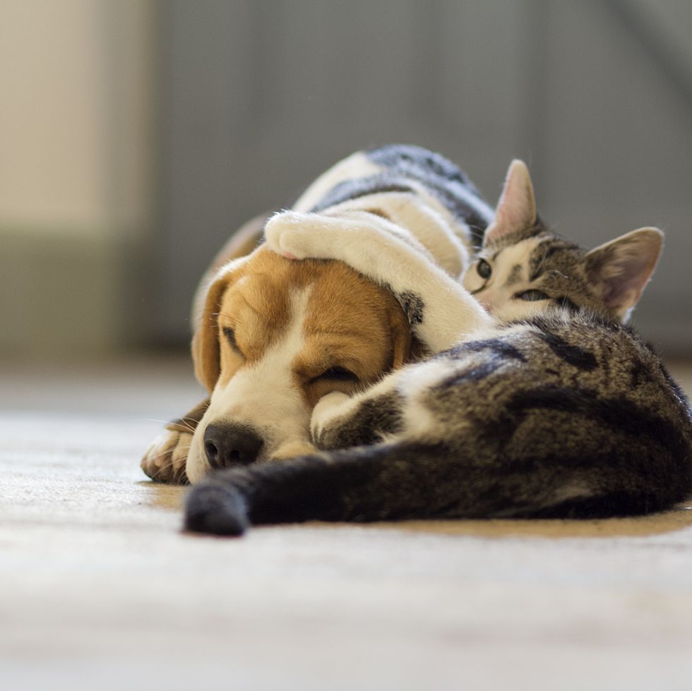 beagle dog and moggie cat having a cuddle