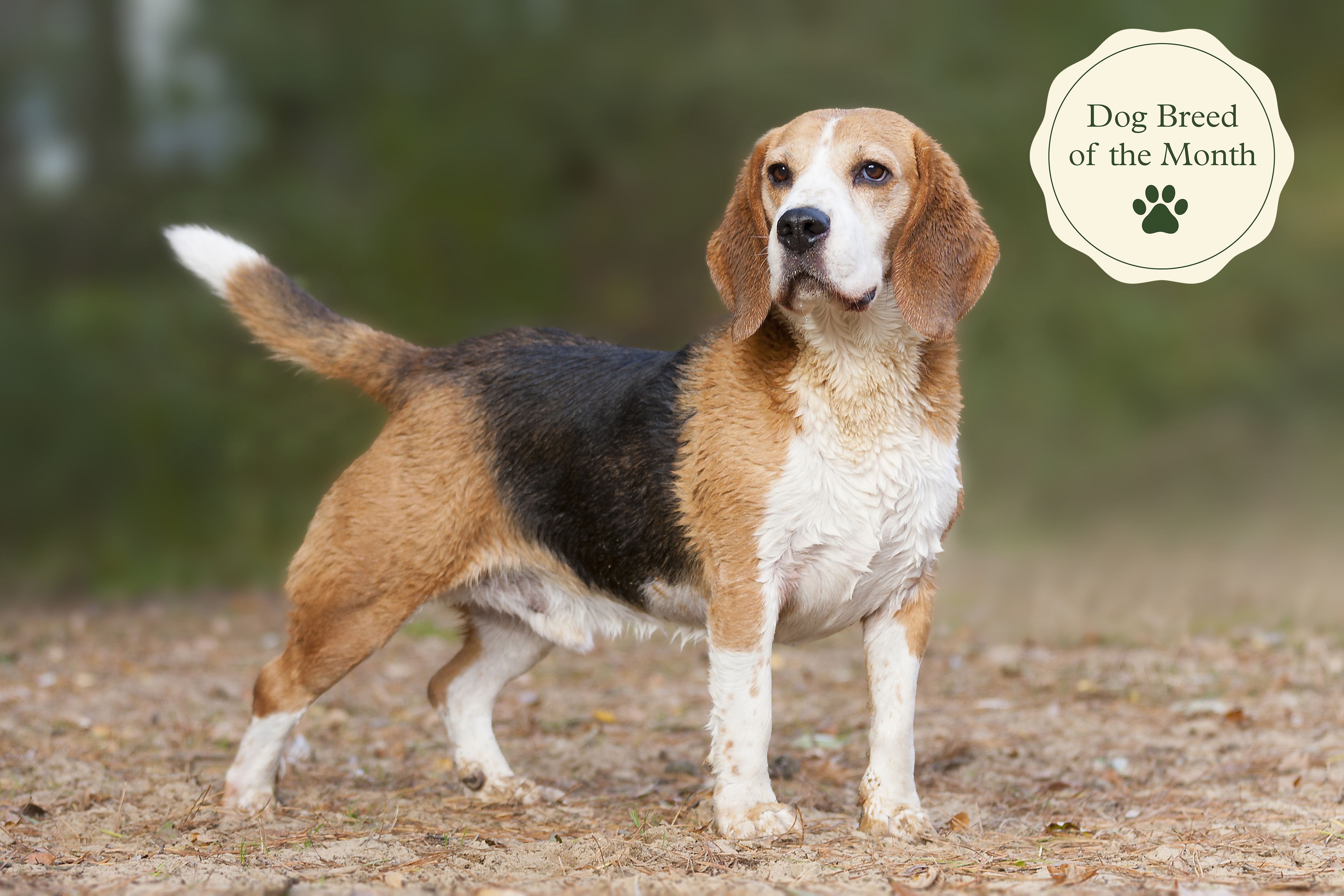 Beagles: Facts, Temperament, Size & Character