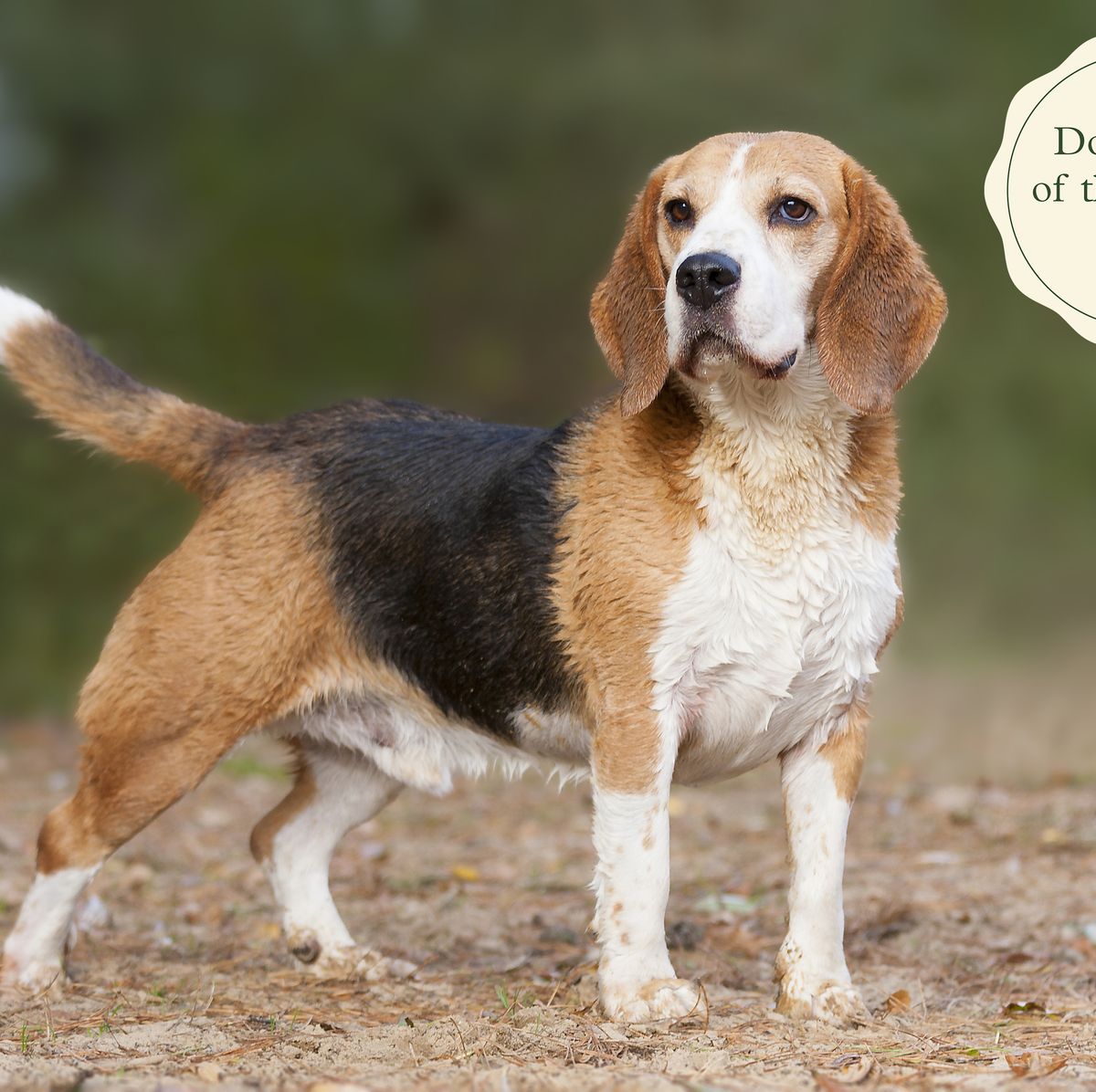 how hard is beagle?