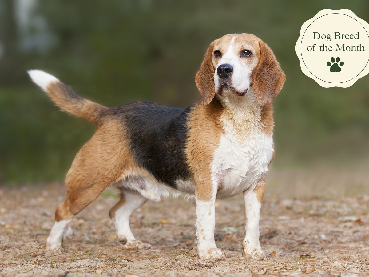 what do I need to know about my beagle? 2